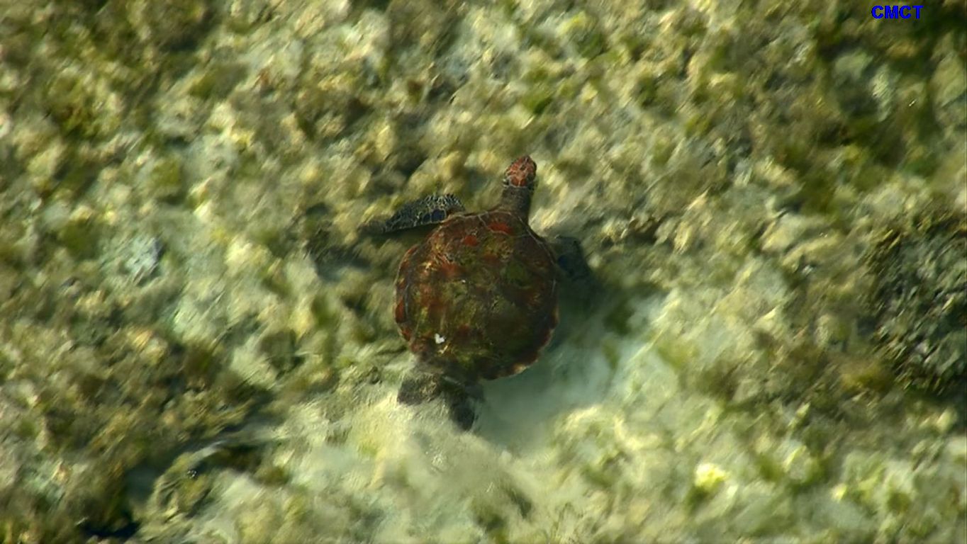 BBC大堡礁/海洋天堂大堡礁 [全三集] [原盘DIY国英双语/双国配] [简/繁/英/国配/双语特效字幕]  BBC.Great.Barrier.Reef.2012.Blu-ray.1080i.AVC.DTS-HD.MA.2.0-CMCT    [35.92 GB]-23.bmp