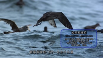 冰冻星球 [原盘DIY] [央视国语] [简繁特效中字] *改进版* BBC.Earth.Frozen.Planet.S01.Blu-ray.1080i.AVC.DTS-HD.MA.5.1-TTG    [115.29 GB]-7.jpg