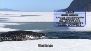 冰冻星球 [原盘DIY] [央视国语] [简繁特效中字] *改进版* BBC.Earth.Frozen.Planet.S01.Blu-ray.1080i.AVC.DTS-HD.MA.5.1-TTG    [115.29 GB]-10.jpg