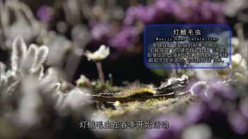 冰冻星球 [原盘DIY] [央视国语] [简繁特效中字] *改进版* BBC.Earth.Frozen.Planet.S01.Blu-ray.1080i.AVC.DTS-HD.MA.5.1-TTG    [115.29 GB]-11.jpg