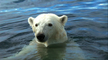 北极熊：一个夏天的奥德赛/北极熊：夏季远行 [3D/2D原盘中字] Polar.Bears.A.Summer.Odyssey.2012.3D.1080p.Blu-ray.AVC.DTS-HD.HR.5.1    [24.57 GB]-2.gif