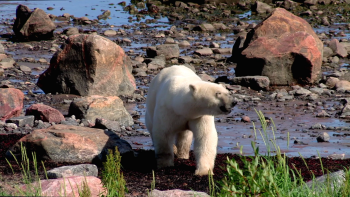 北极熊：一个夏天的奥德赛/北极熊：夏季远行 [3D/2D原盘中字] Polar.Bears.A.Summer.Odyssey.2012.3D.1080p.Blu-ray.AVC.DTS-HD.HR.5.1    [24.57 GB]-3.gif