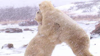 北极熊：一个夏天的奥德赛/北极熊：夏季远行 [3D/2D原盘中字] Polar.Bears.A.Summer.Odyssey.2012.3D.1080p.Blu-ray.AVC.DTS-HD.HR.5.1    [24.57 GB]-6.gif