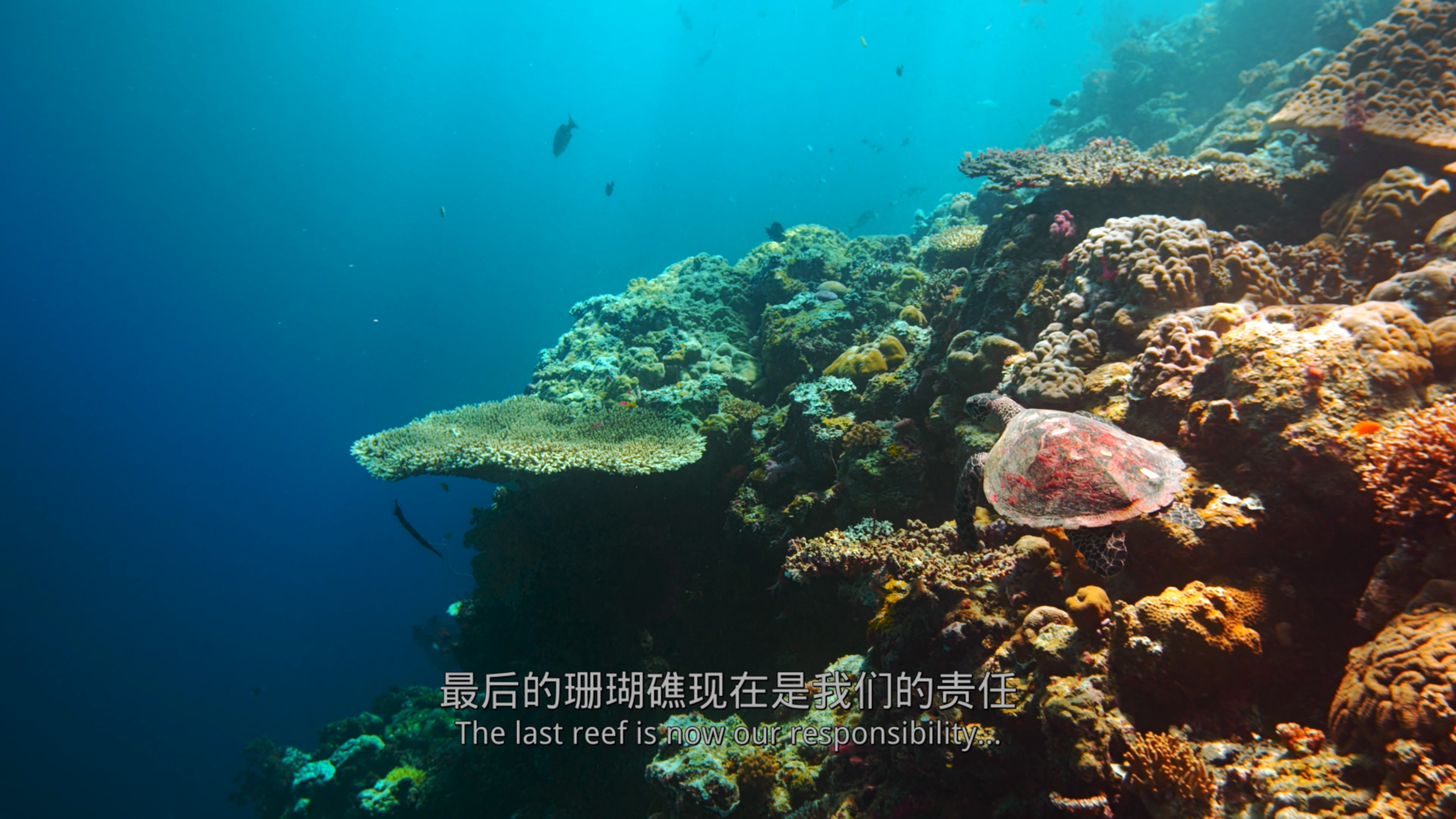 最后的珊瑚礁[DIY简繁/简繁双语字幕] 4K UHD原盘 IMAX纪录片 The Last Reef 2012 DOCU 2160p Blu-ray HEVC Atmos-wezjh@OurBits     [44.32 GB]-5.jpg