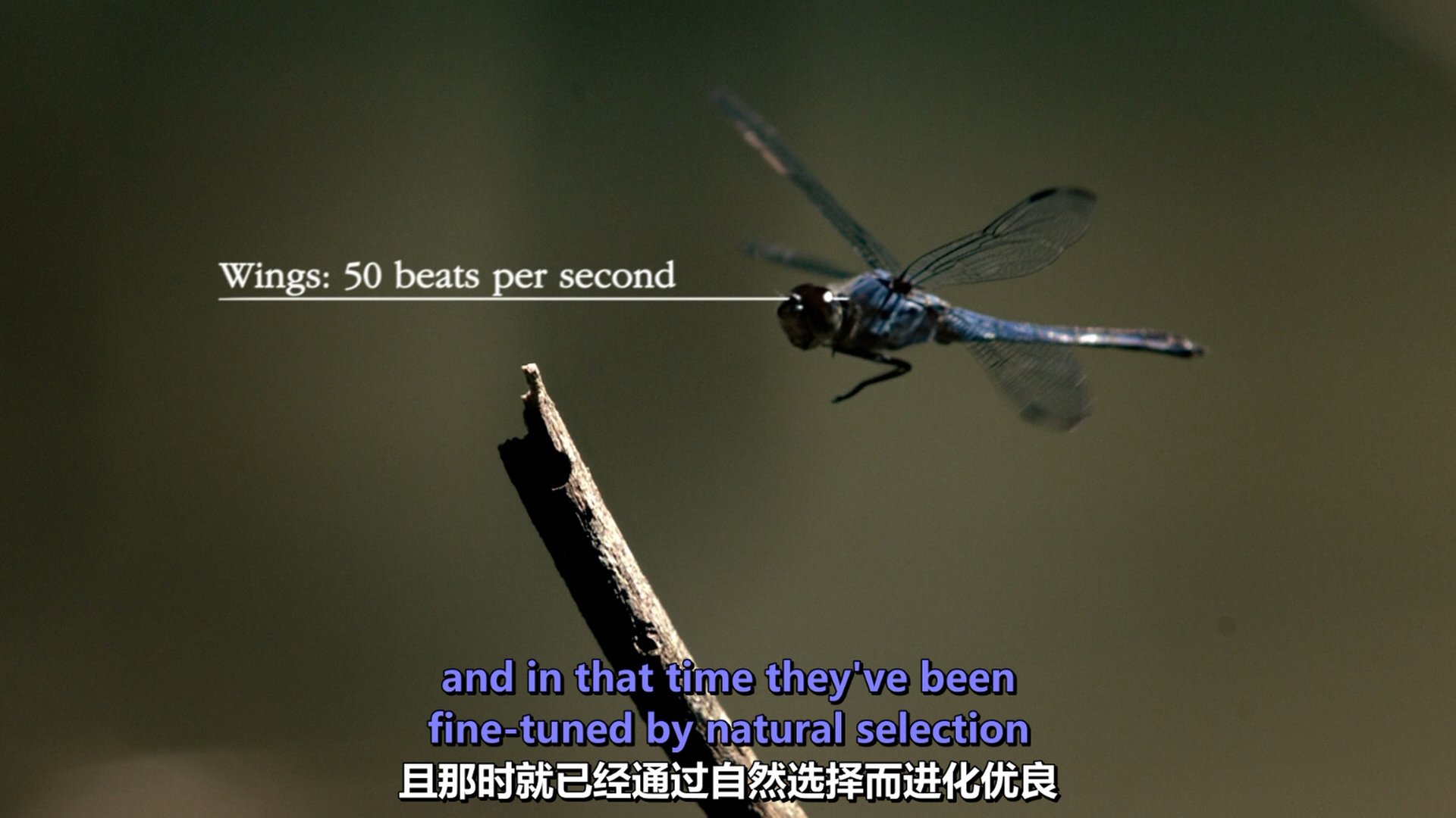 [BBC·生命的奇迹].BBC.Wonders.of.Life.2013.Disc1.BluRay.1080i.AVC.DTS-HD.MA.2.0-KBu@CHDBits-6.png
