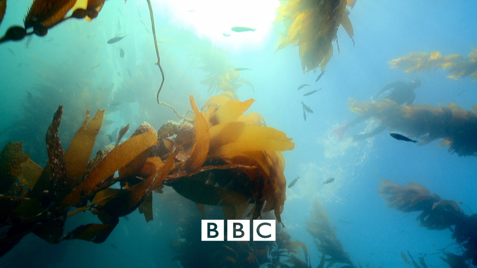 [BBC·生命的奇迹].BBC.Wonders.of.Life.2013.Disc1.BluRay.1080i.AVC.DTS-HD.MA.2.0-KBu@CHDBits-5.png
