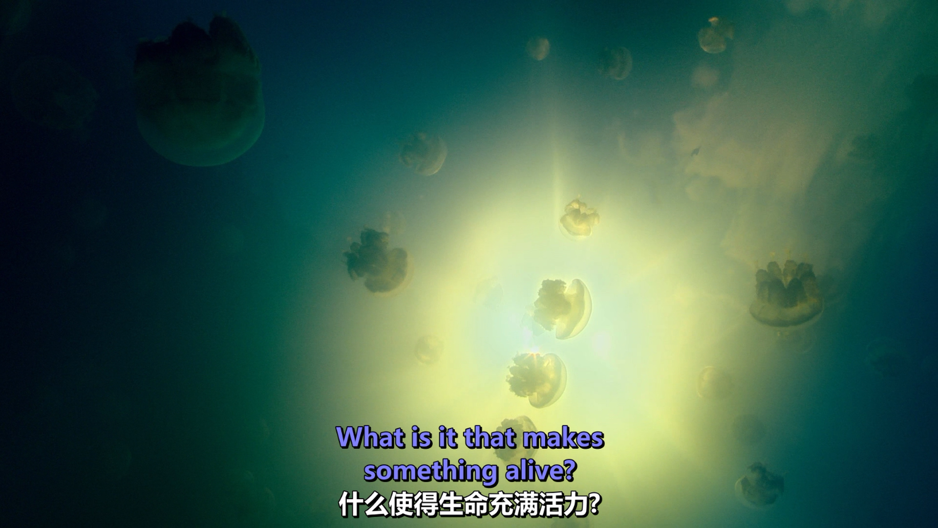 [BBC·生命的奇迹].BBC.Wonders.of.Life.2013.Disc1.BluRay.1080i.AVC.DTS-HD.MA.2.0-KBu@CHDBits-7.png