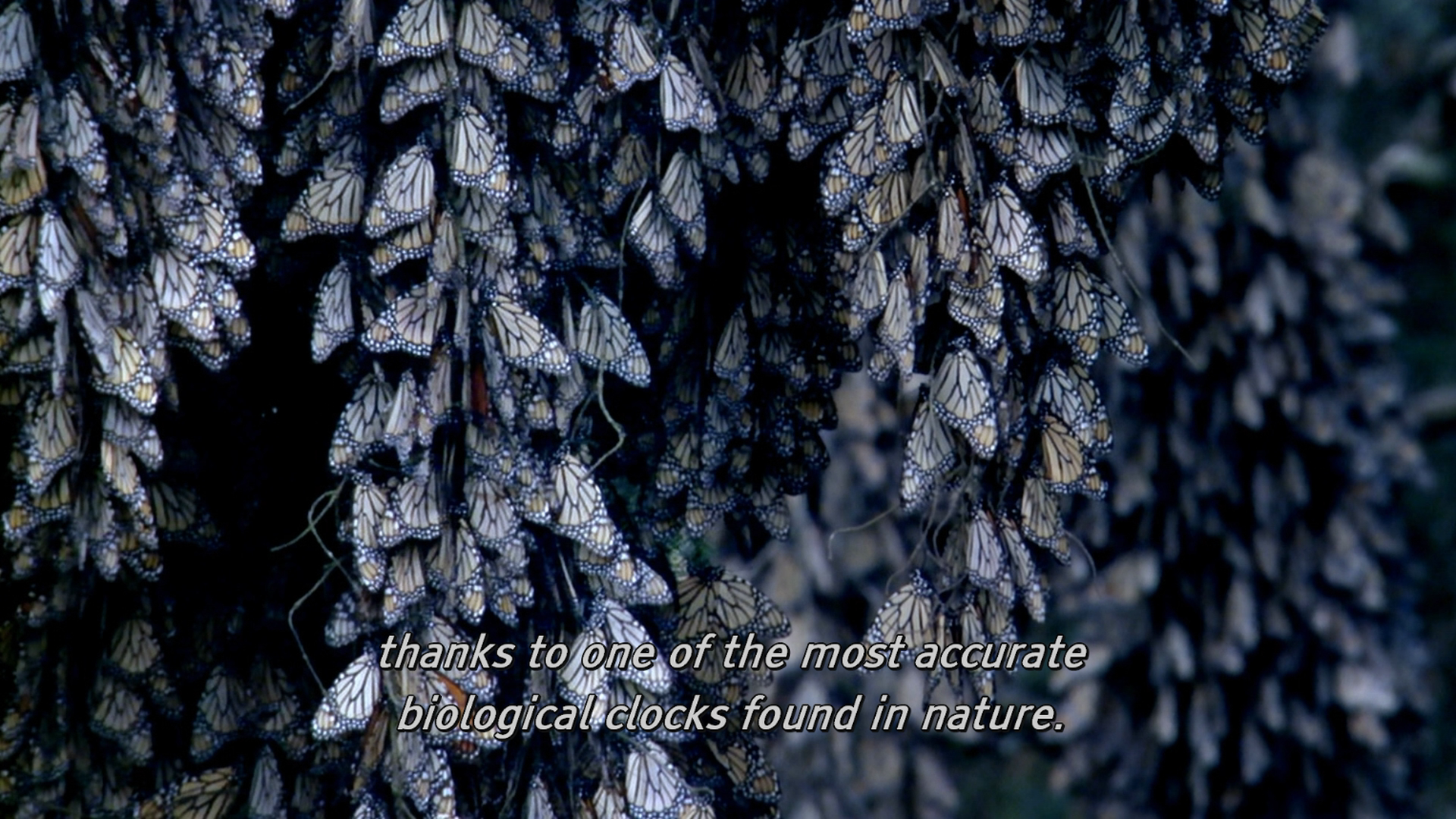 [BBC·生命的奇迹].BBC.Wonders.of.Life.2013.Disc2.BluRay.1080i.AVC.DTS-HD.MA.2.0-KBu@CHDBits     34.12G-11.png