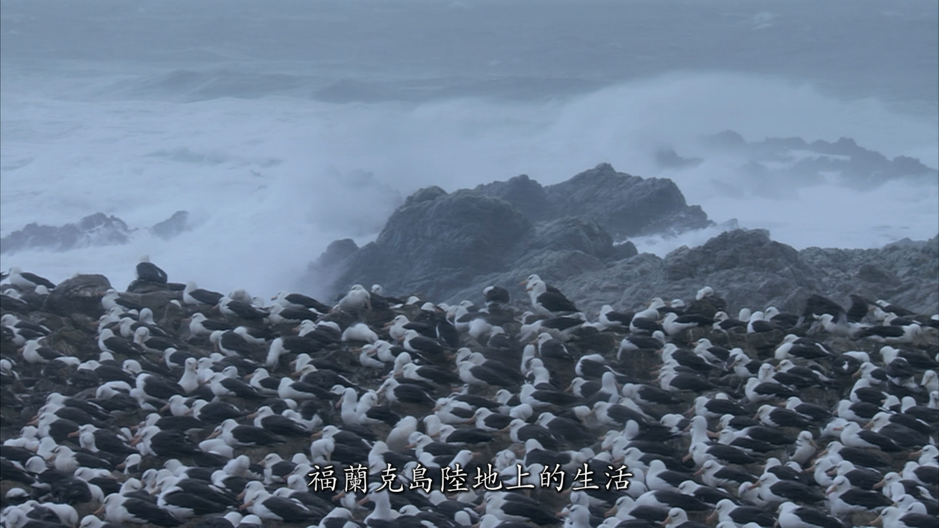 [大迁徙].Great.Migrations.2010.Disc1.BluRay.1080i.AVC.DTS-HD.MA.5.1-TTG       45.73G-8.png