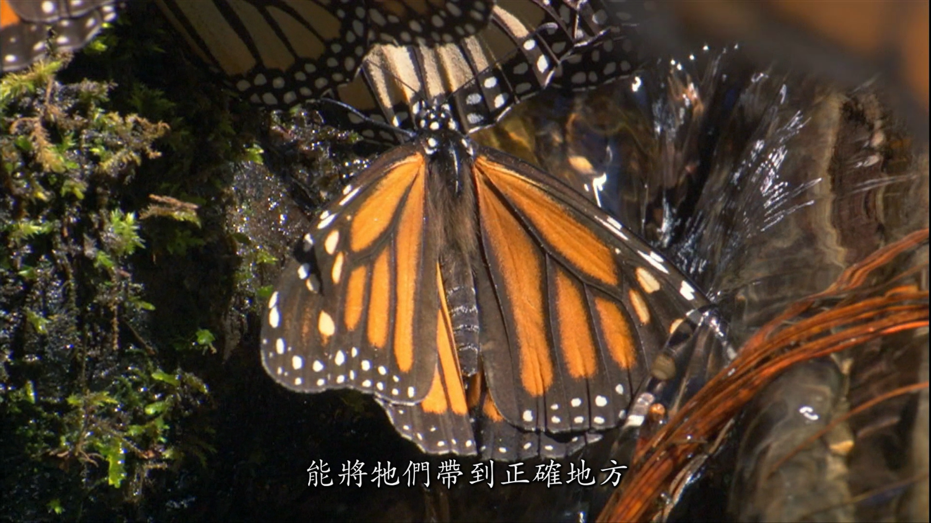 [大迁徙].Great.Migrations.2010.Disc2.BluRay.1080i.AVC.DTS-HD.MA.5.1-TTG       45.64G-9.png