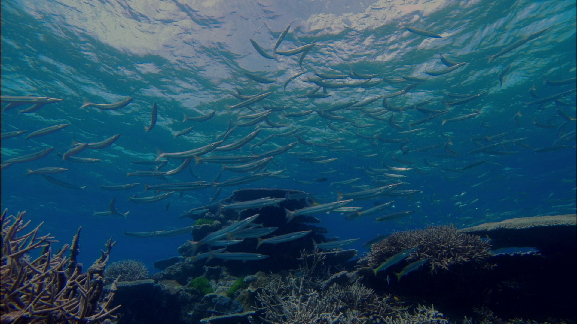 [梦幻珊瑚海·唤醒].Coral.Sea.Dreaming.Awaken.2010.BluRay.1080p.AVC.DTS-HD.MA.5.1-TTG   41.51G-11.jpg