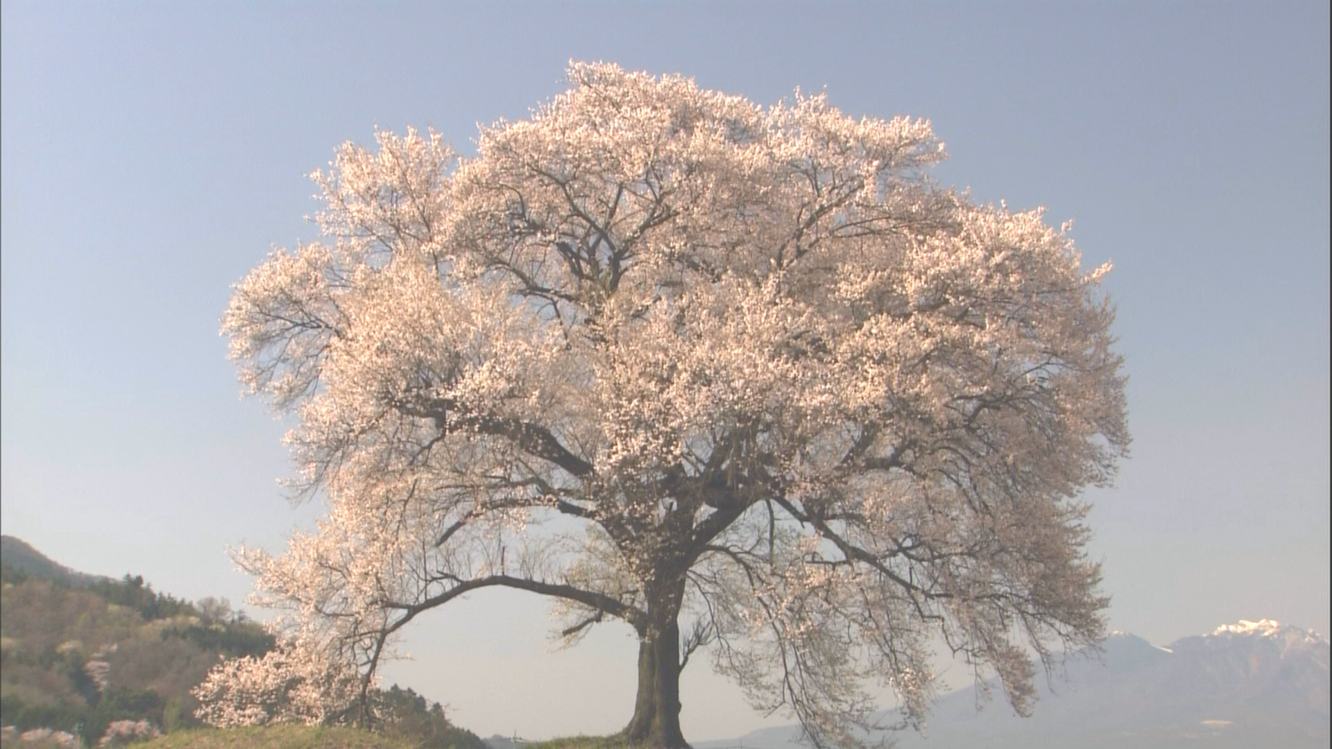 [实境之旅·怀之樱].Virtual.Trip.Sakura.Nostalgia.2010.BluRay.1080i.AVC.TrueHD.5.1-Anonymous    18.01G-2.png