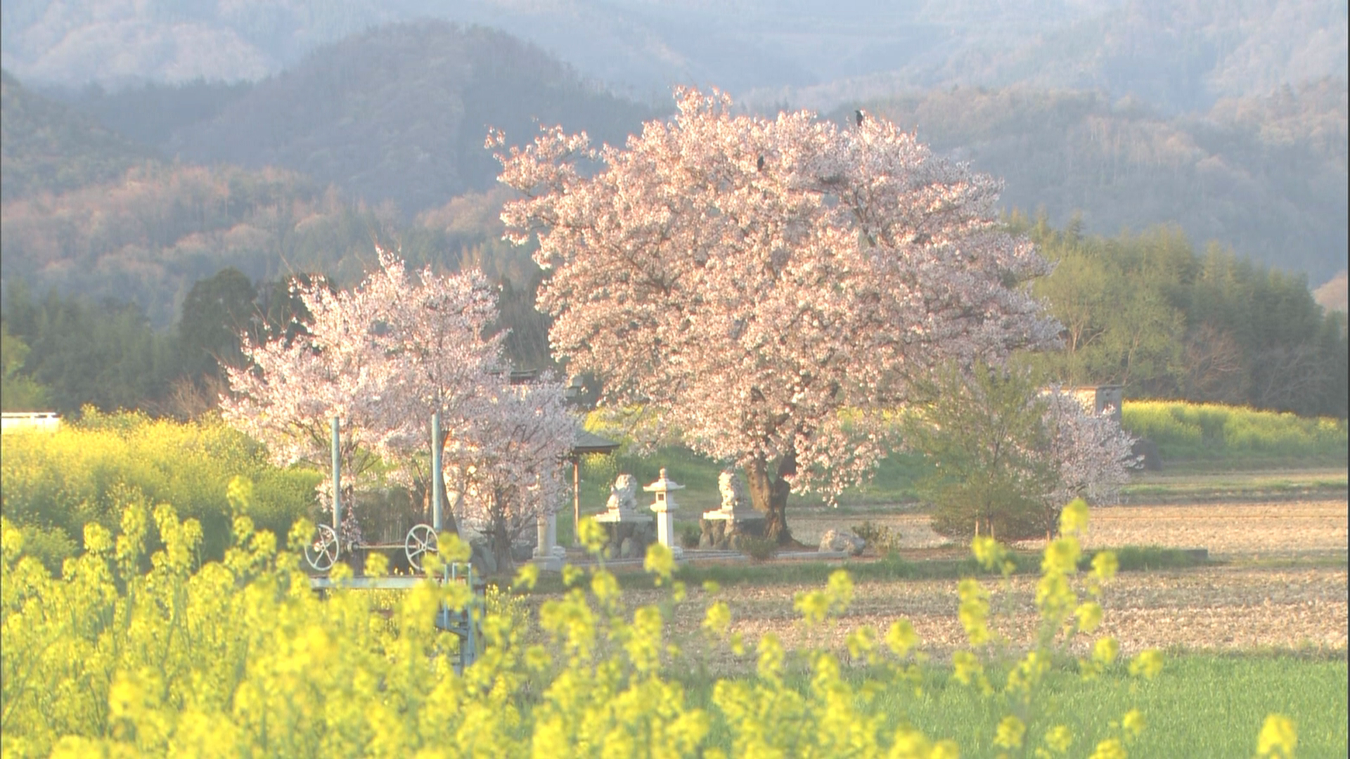 [实境之旅·怀之樱].Virtual.Trip.Sakura.Nostalgia.2010.BluRay.1080i.AVC.TrueHD.5.1-Anonymous    18.01G-3.png