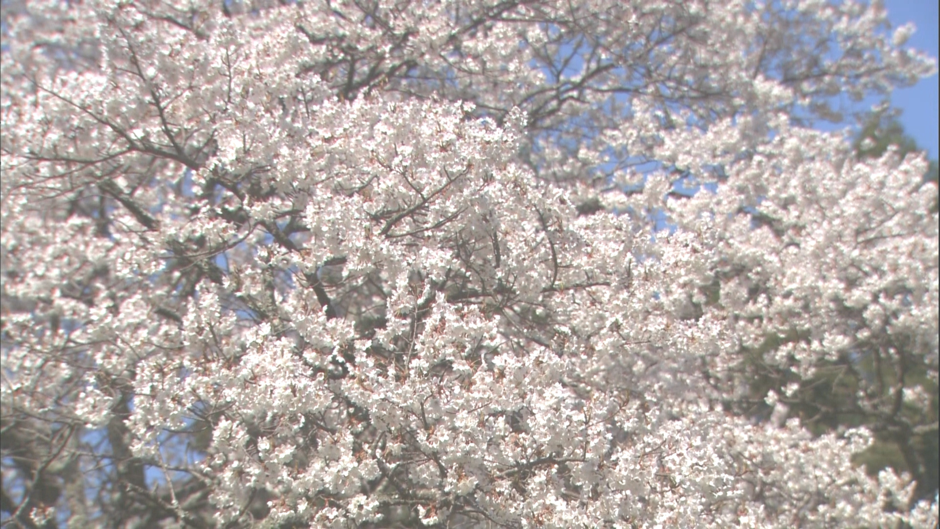 [实境之旅·怀之樱].Virtual.Trip.Sakura.Nostalgia.2010.BluRay.1080i.AVC.TrueHD.5.1-Anonymous    18.01G-5.png