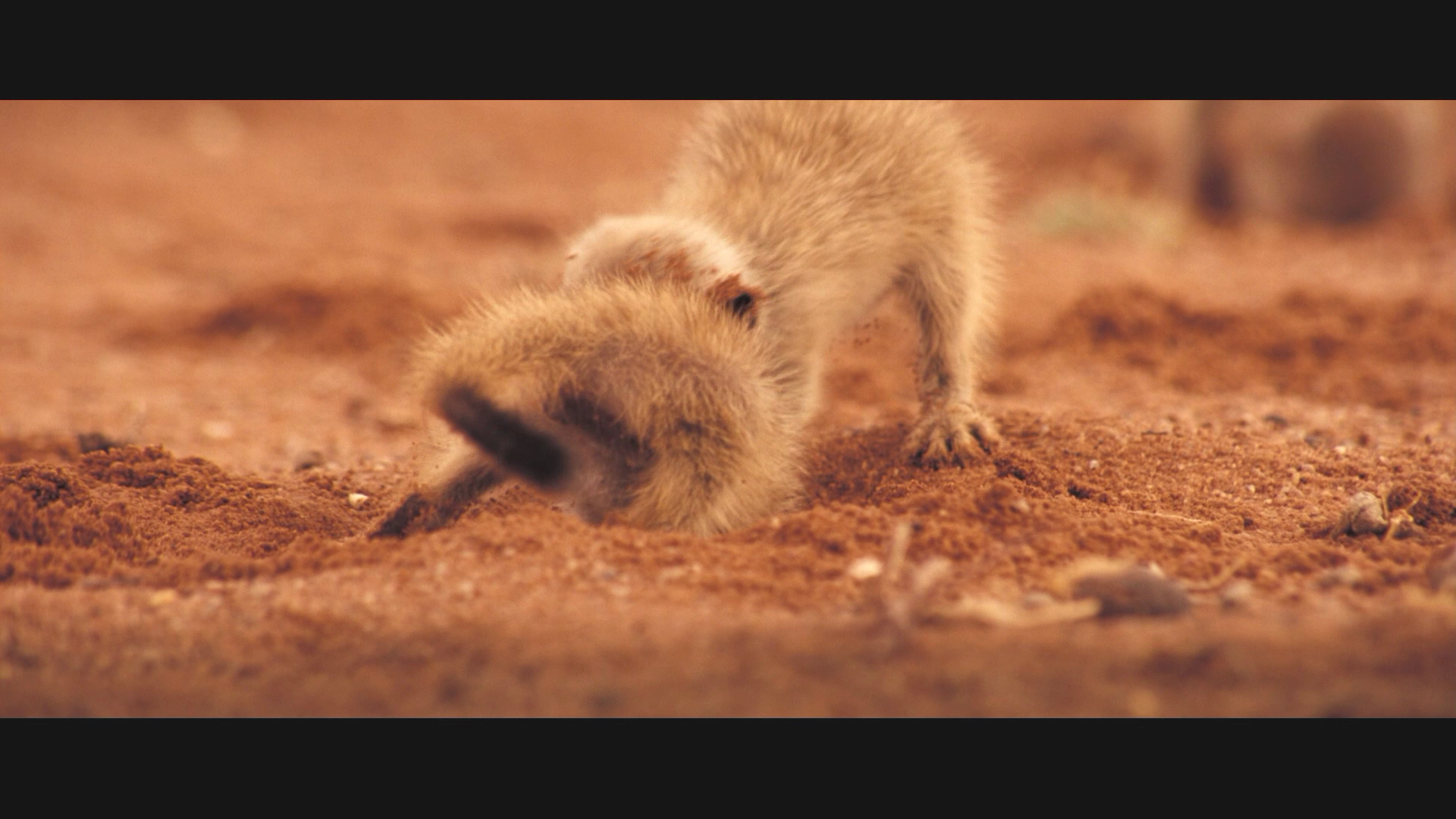 [BBC·蒙哥].The.Meerkats.2008.CHN.BluRay.1080p.AVC.TrueHD.5.1-NGPan   19.74G% ]# Z/ _& e0 m  v( |( U-3.png