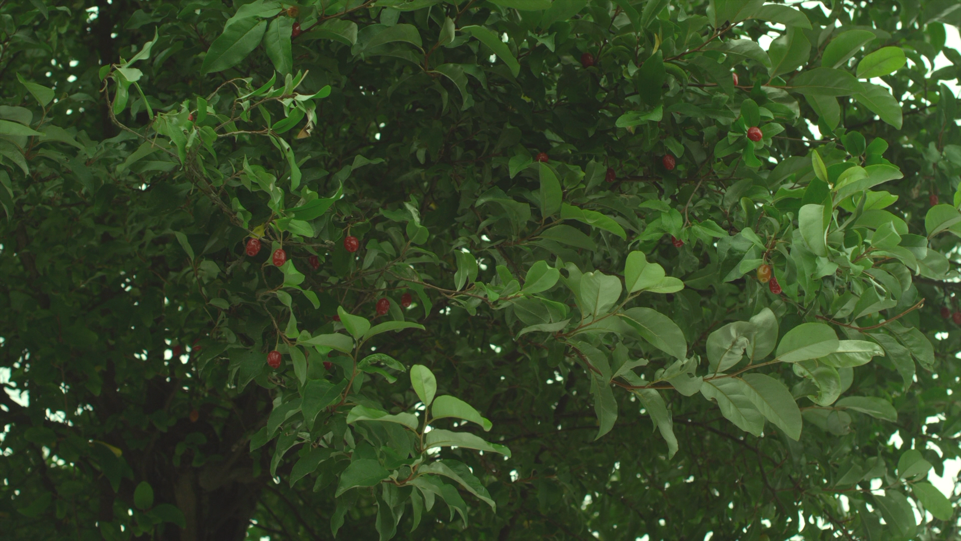 [小森林·夏秋篇].Little.Forest.Summer.Autumn.2014.BluRay.1080p.AVC.DTS-HD.MA.5.1@wcyharry    36.67G-5.png