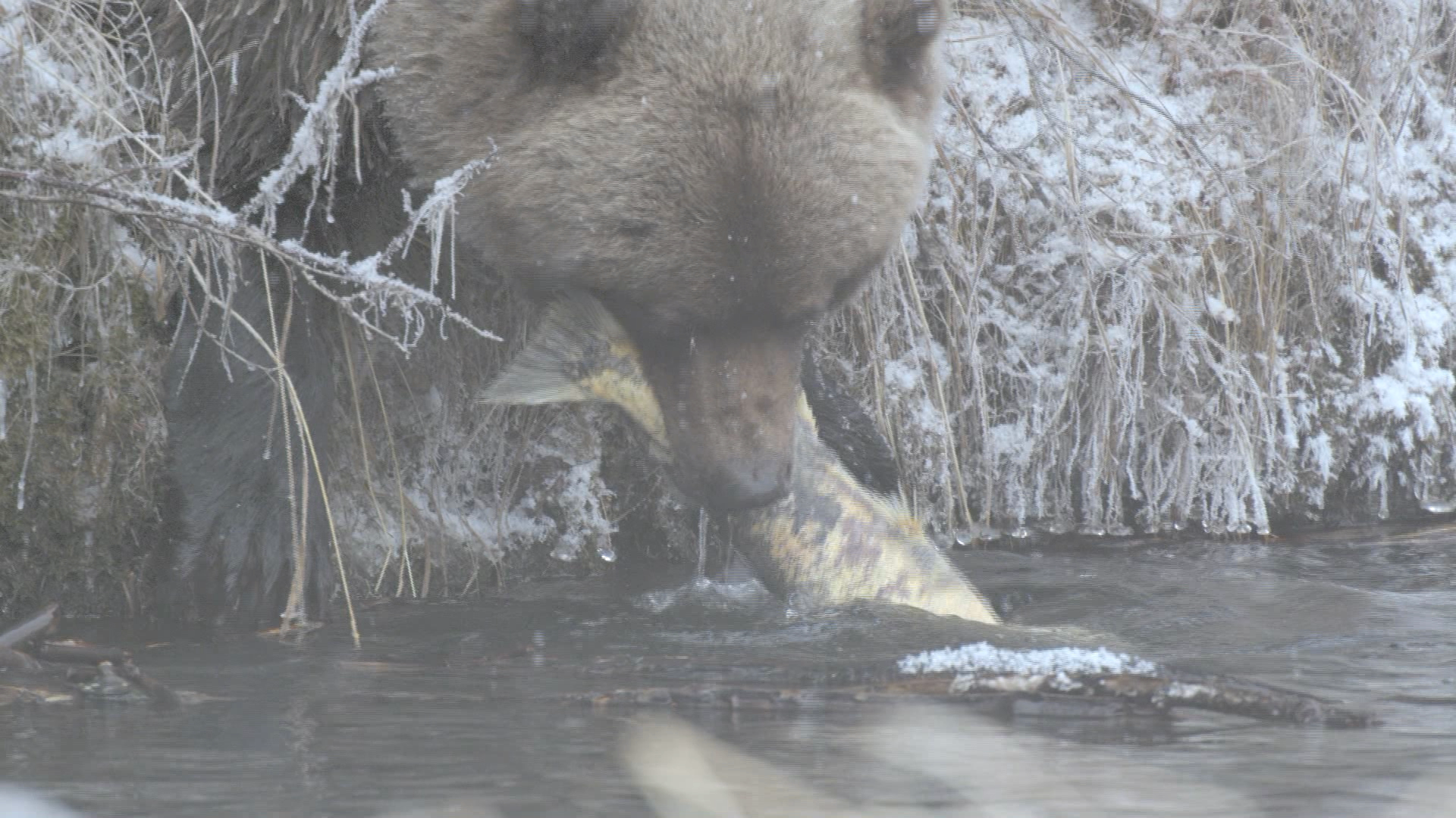 [野性加拿大].Wild.Canada.D01.2014.BluRay.1080i.VC-1.DTS-HD.MA.5.1-DIY@Yuanyuan  22.55G-16.png