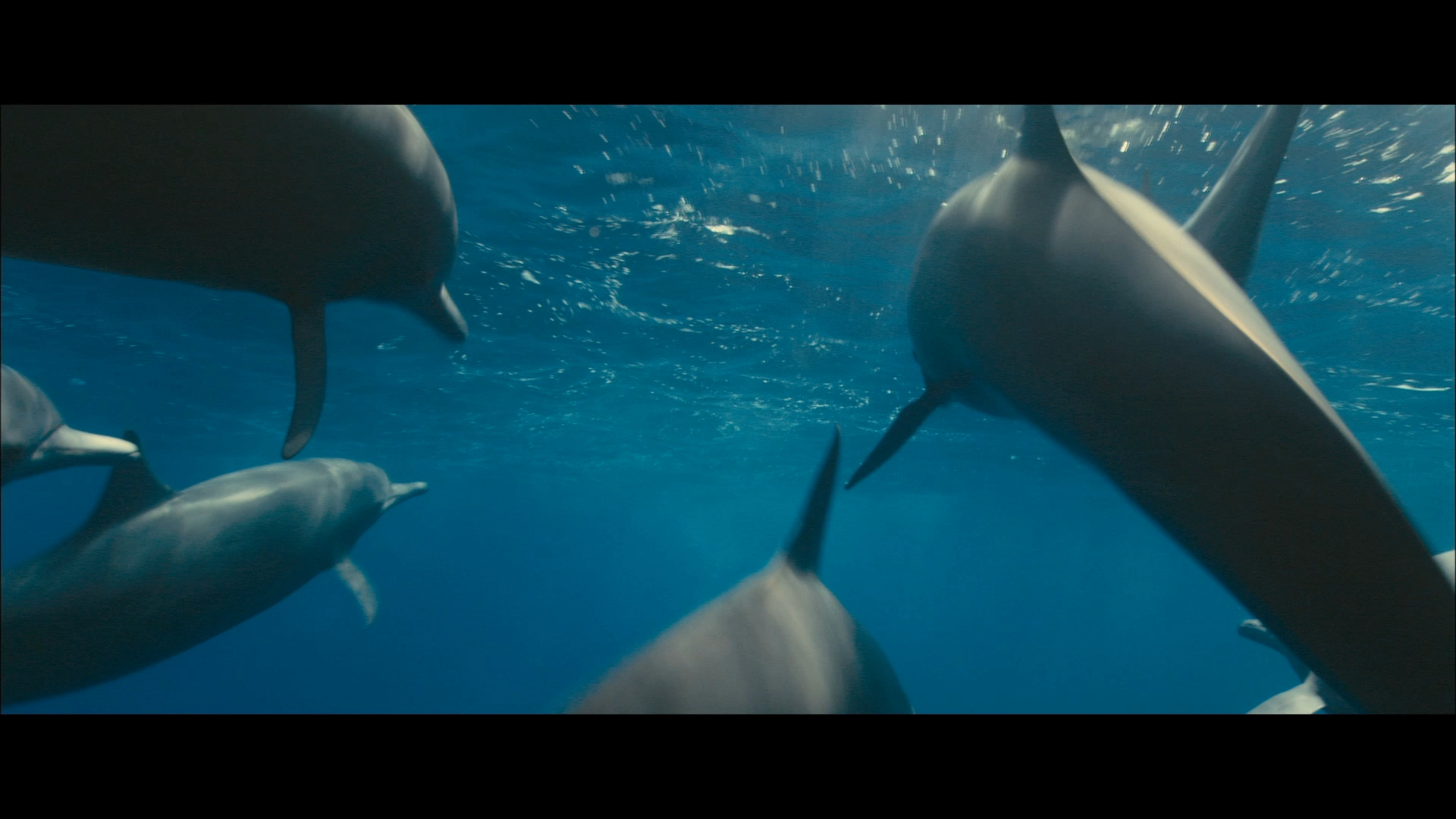 [海洋].Oceans.2009.CHN.BluRay.1080p.AVC.TrueHD.5.1-CrsS    33.25G  {1 ~2 \- C. u( n-3.png