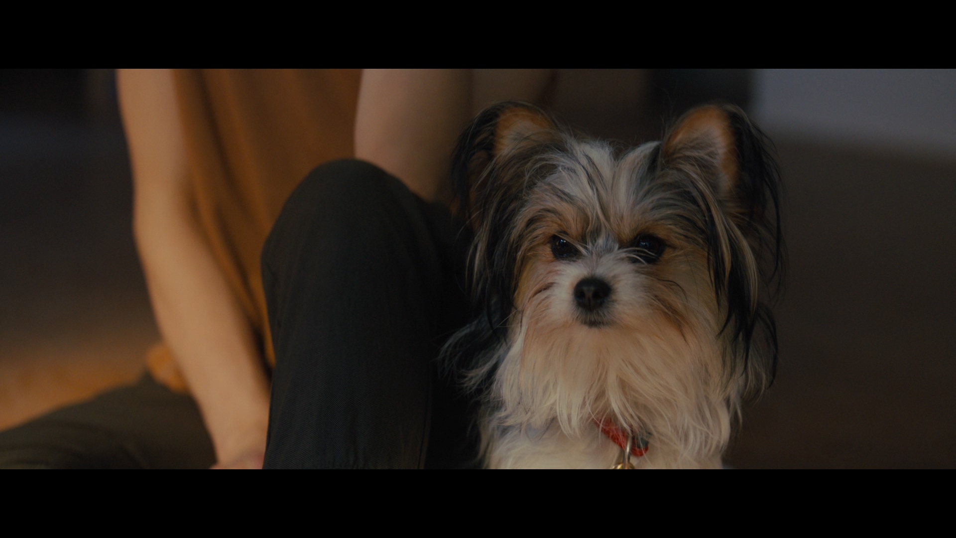 [一条狗的使命2].A.Dog's.Journey.2019.TWN.BluRay.1080p.AVC.TrueHD.7.1-nLiBRA     42.21G-10.jpg