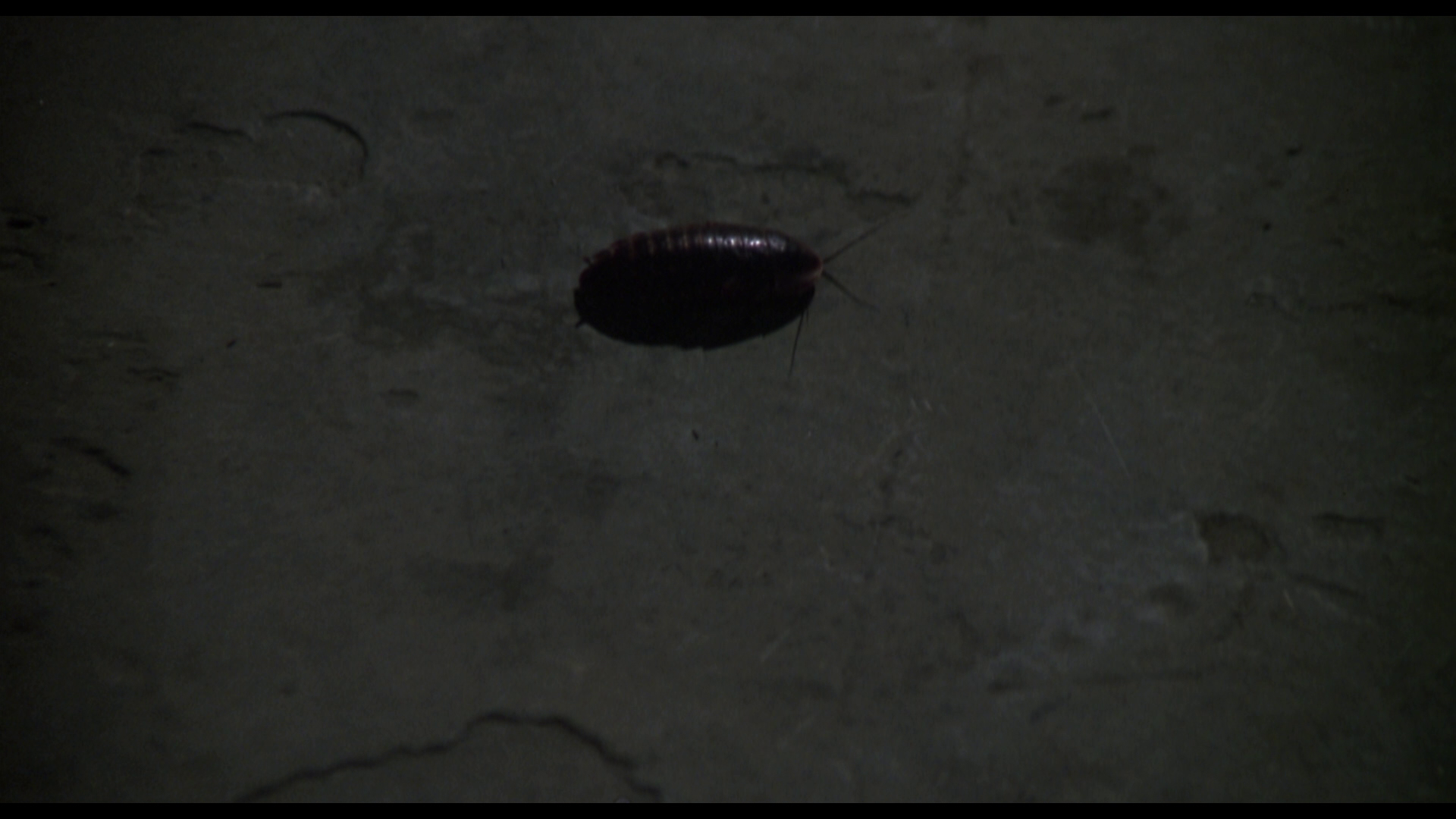 [虫].Bug.1975.BluRay.1080p.AVC.DTS-HD.MA.2.0-BaggerInc     28.33G-5.png