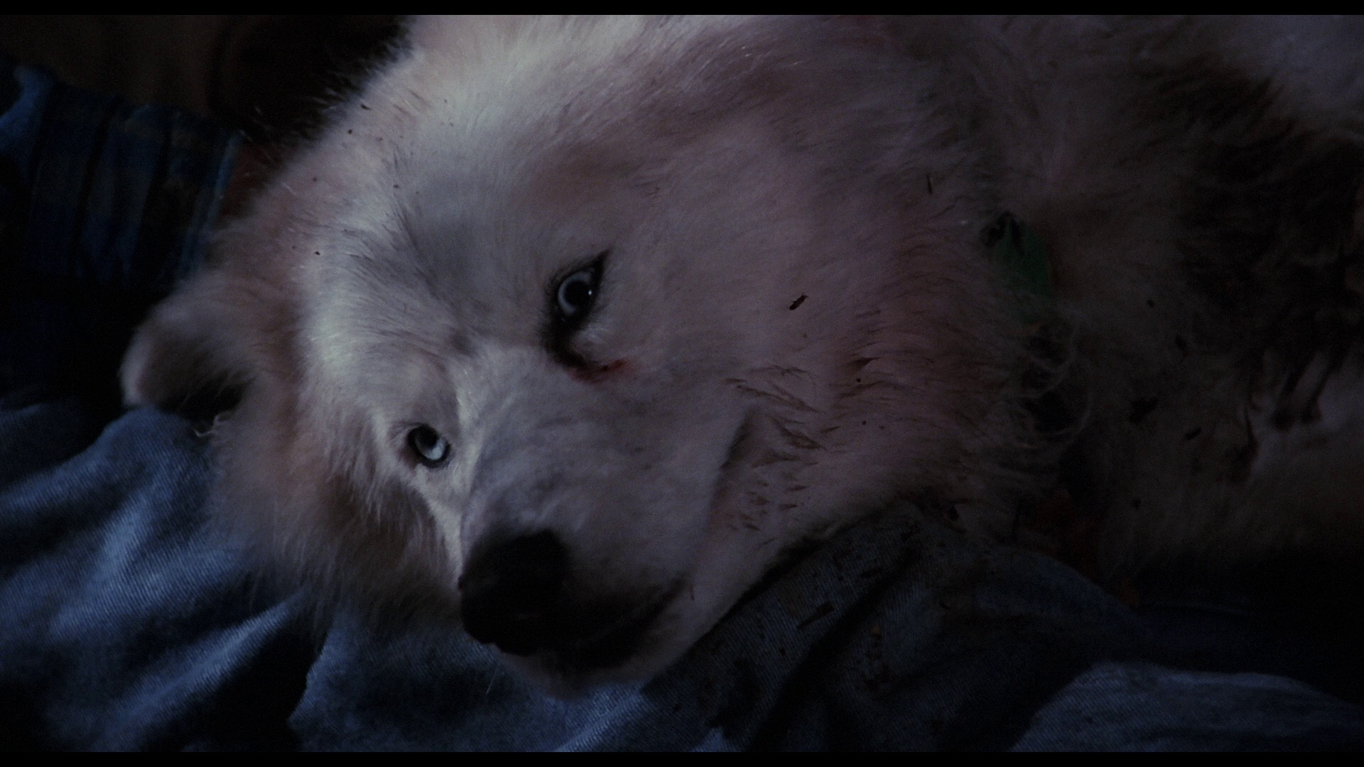 [宠物坟场2].Pet.Sematary.Two.1992.BluRay.1080p.AVC.DTS-HD.MA.5.1-BaggerInc     44.83G-5.png