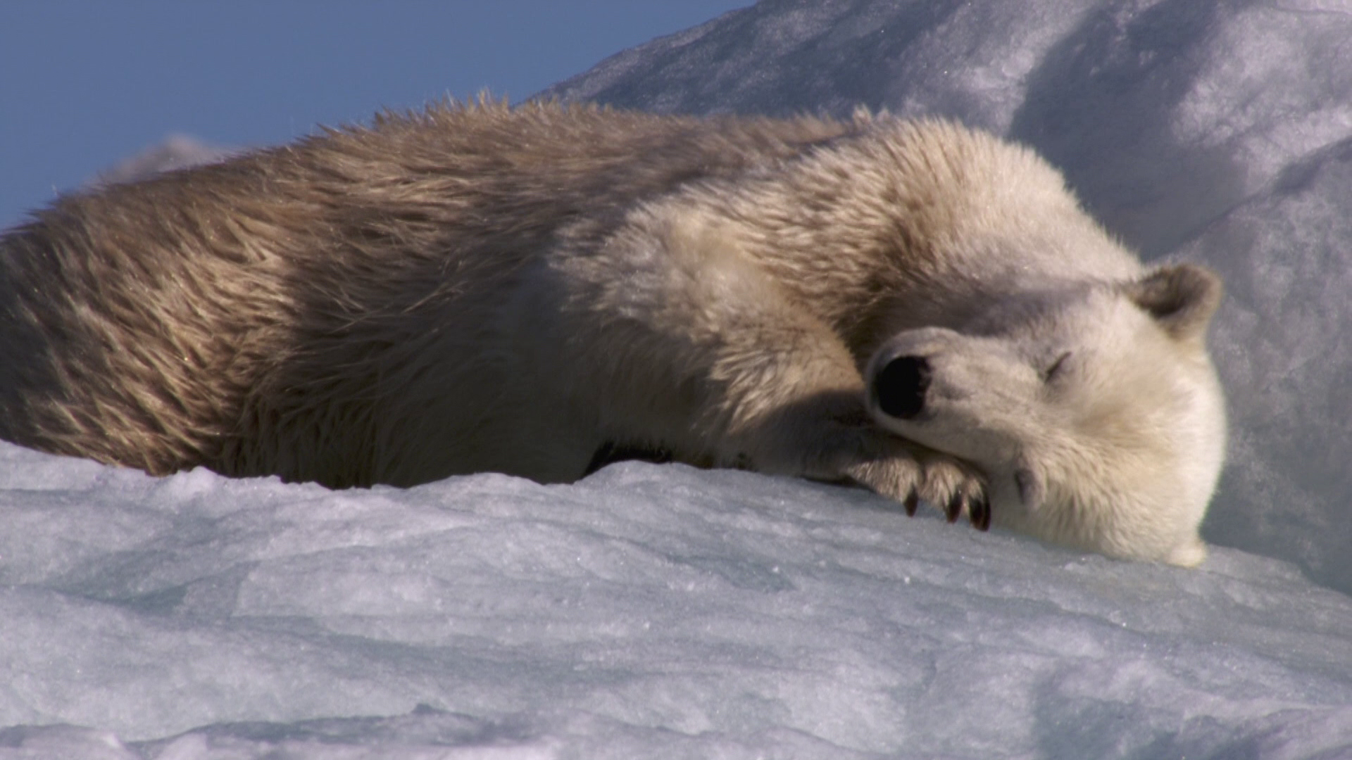 [冰冻星球].Frozen.Planet.2011.Disc1.CAN.BluRay.1080i.AVC.DTS-HD.MA.5.1-CtrlHD     42.69G* y3 I3 b. M1 l! h; c3 K4 O* Y' z- j* B-9.png