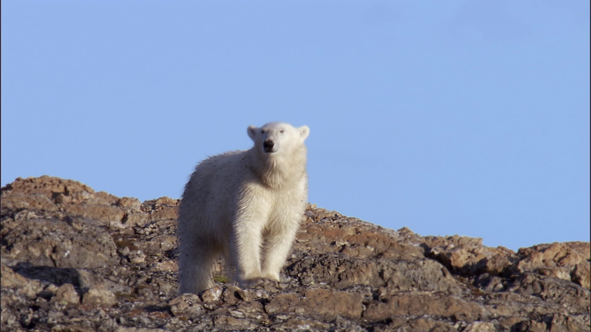 [冰冻星球].Frozen.Planet.2011.Disc1.CAN.BluRay.1080i.AVC.DTS-HD.MA.5.1-CtrlHD     42.69G* y3 I3 b. M1 l! h; c3 K4 O* Y' z- j* B-11.png