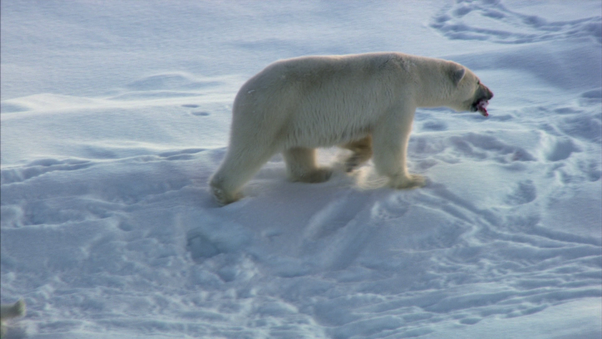 [冰冻星球].Frozen.Planet.2011.Disc3.CAN.BluRay.1080i.AVC.DTS-HD.MA.5.1-CtrlHD      37.63G-9.png