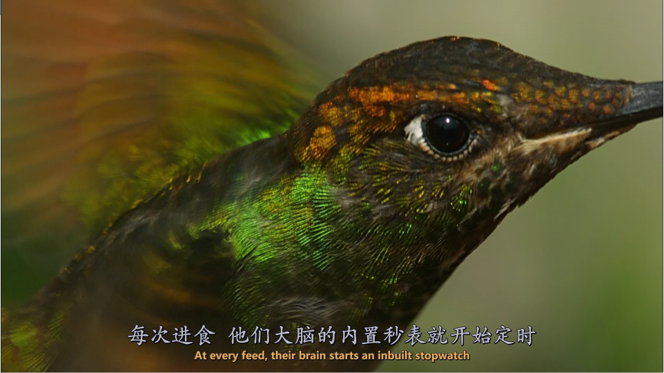 [鸟瞰地球].Earthflight.2011.Disc1.GBR.BluRay.1080i.AVC.LPCM.2.0-DIY@3201     40.28G-7.png