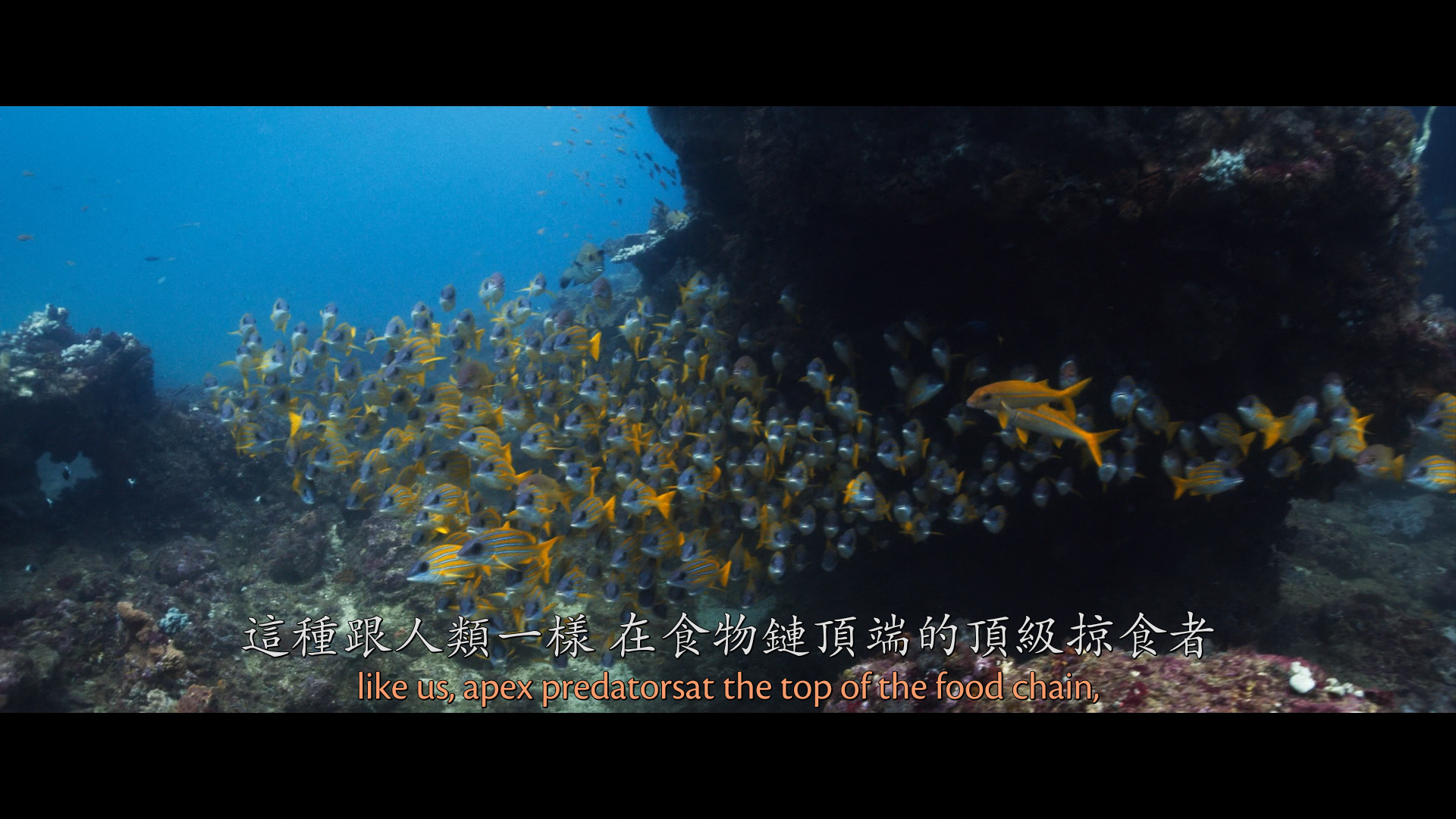 [ 深海狂鲨3  ] [DIY简繁/双语 画面内外八字幕]  Deep Blue Sea 3 2020 1080p Blu-ray AVC DTS-HD MA 5.1-WindRises@OurBits    [18.36 GB]-5.png