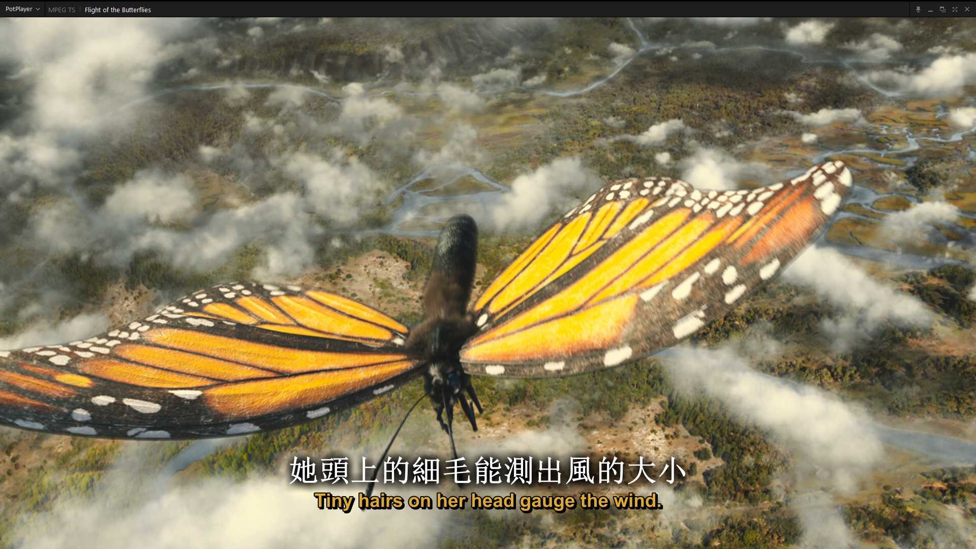 帝王蝶的迁徙 纪录片[DIY 简繁英双语字幕] Flight of The Butterflies 2012 MULTi 1080p Bluray AVC TrueHD Atmos 7 1-PWt@OurBits[24.44GB]-4.jpg